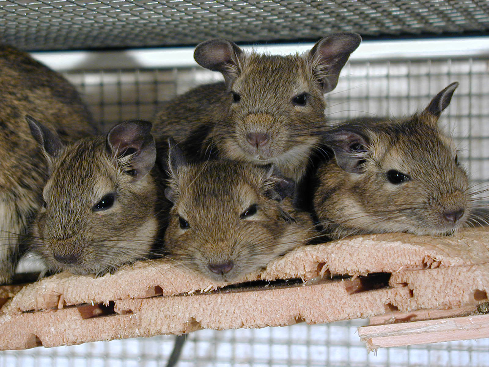 Degu27_l.jpg